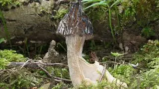 Morchella semilibera