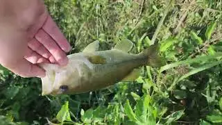 bule steel, new storm shad color 16 second video and you put in long videos? do better u-tube