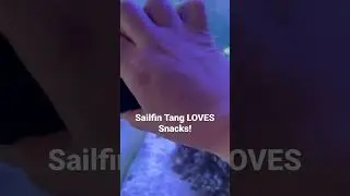 Sailfin Tang love Glass Cleaning Day with my Tunze Care Magnet #shorts #saltwateraquarium
