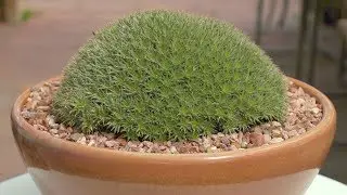 Abromeitiella brevifolia &ldquo;Argentina Ball&rdquo; (Mature species, about 25 years old)