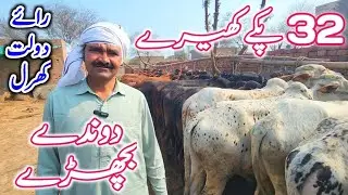 Big SURPRISE! Bachra Farming Business Plan in Pakistan | Desi Sahiwal Cholistani Bachre 2026 