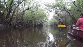Short high water stretch of the Alapaha River.