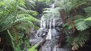 Tarra Bulga National Park March 2022