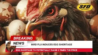 Egg Shortage Grips Australia Amid Bird Flu Outbreak