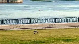 Лето 2018/Summer 2018