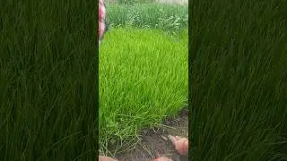 Onion plant nursery ✨✨#onions #plants #gardening #organicfarming #homegarden #ytshorttrending