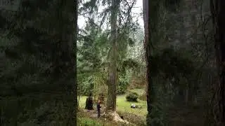 TIMBER!!! pardon my scream & cutting- both couldn't be helped 😵🥺