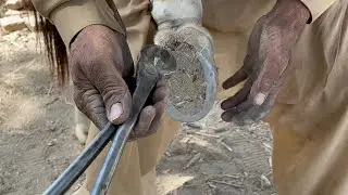 Complete Care for Horse Hooves: Cleaning and Shoe Application Guide!&rdquo;