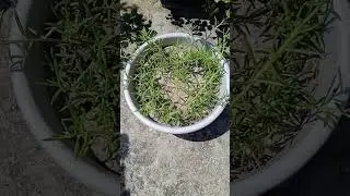 Portulaca Heart topiary 🌺/ Update /Portulaca /mossrose #gardening #shorts #ytshorts