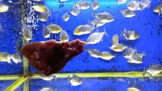 piranha fish eating meat #1 (warning live feeding)