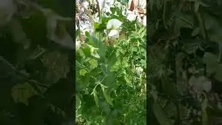 Sugarsnap peas. Heirloom variety.