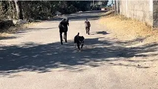 Luna gye Oscar se milne 🐶🐾 #puppy #puppylife #puppylove #puppies #dog #doglife #doglove #dogvideos 