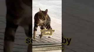 grumble #cat #animal #unique #comedy #cats #spoiled cat #playingcat #belovedcat #cutecat