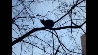 Коты альпинисты Кот на дереве Cat on tree