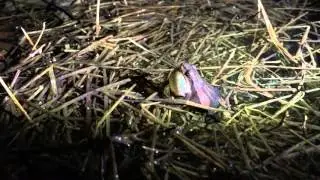 Boreal chorus frog calling