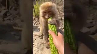 A&ccedil; maymunlar part 3 #monkey #monkeys #hungrymonkey #ape #monyet #maymunlar #maymun #funnyanimals