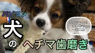犬のヘチマ歯磨き！一石二鳥！