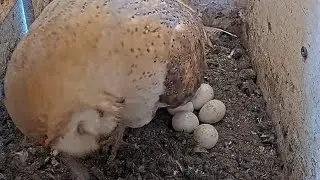 Barn Owl&rsquo;s Relaxing Stretch Break 💞