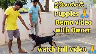 Demo video with Owner #rottweiler Rocky & Dolly #viral#dogs#support #dog @BalusK9Dogtraining