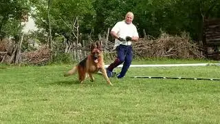 Hulk Sidereus Canis 3