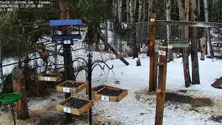2025-02-02 -  Foothills Birds - PTZ Live Stream Bird Feeder Cam  [65+ Species]