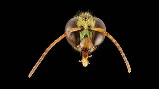 Landscape Maintenance Practices for Native Bees   2 1 18