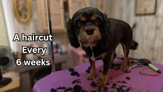 His owners love him shaved down.