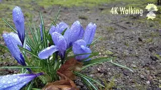(4K) Crocus Blossom in Husum