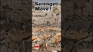 Preparing for the World's Largest Animal Migration | SERENGETI