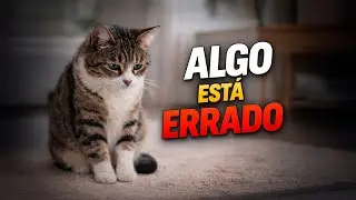 Quando o Gato Muda, Não É Por Acaso: 10 Alertas Importantes