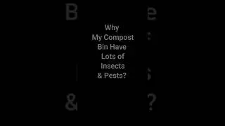 Why does my composting bin have lots of insects and pests?
