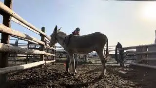 Otis 11/8/25:  learns to pick up all 4 feet