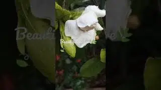 Mummy, Papa's garden.