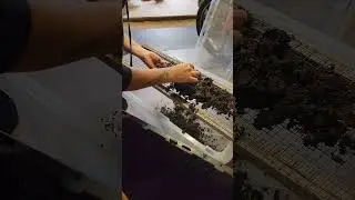 Worm casting harvest. This is way overdue. #wormcastings #homesteading #compost #soil