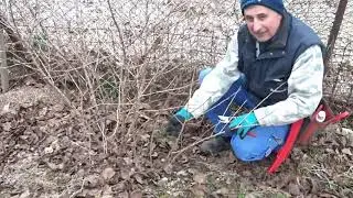 Marcotaj la coacăz roșu. Ce nu știai despre coacăzul roșu