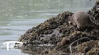 Raccoon, Procyon lotor,  feeding on mussels and worms on rocky beach, 4K stock footage