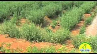 Marjoram Good Agriculture Practice