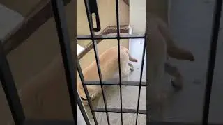 ALLOW ME !!!#short2024 #short2023  #doglover #lab #labrador #dogs #bonding #ffunnymoments #short