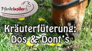 Kräuterfütterung für Pferde (Teil 1): Über Sinn und Unsinn