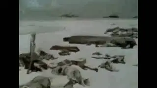 Marines at Tarawa: Return to Guam (1944) | WWII Military Documentary