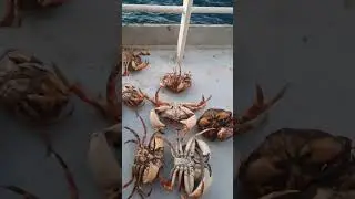 how to catch crabs 🦀 🦀 🦀  #sea #fishing