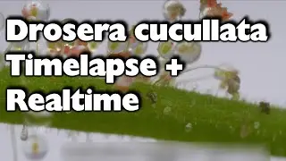 Drosera cucullata Timelapse and real time videos