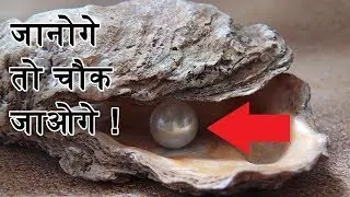 How Are Pearls Made | आखिर कैसे बनता है मोती | In Hindi