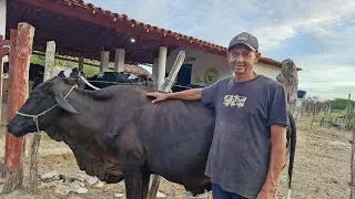 A natureza é assim.