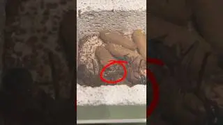 La naissance d&rsquo;une fourmi bouledogue !
