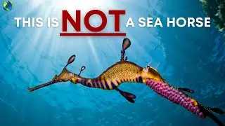 What's A Sea Dragon?