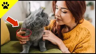 ❤️ How Cats Choose Their Favorite Person (Are You?)