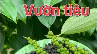 Vườn tiêu
