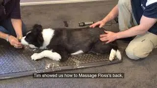 Floss the 14 year old Border Collie has Arthritis ... this is what her family did to help her.