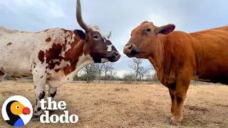 Cow Soulmates Get Rescued Just in Time to Have Their Baby | The Dodo